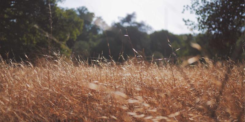 普陀山:海上丝绸之路的隐秘航标与千年佛光下的文化交融